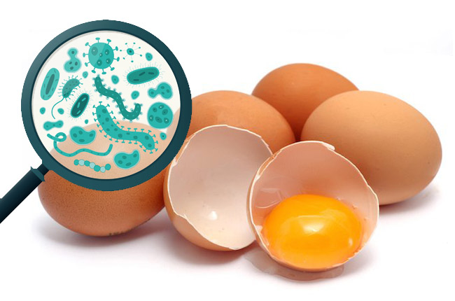 eggs food safety salmonella